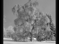 Zimní romance